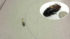 Alper Bozkurt:‘uzaktan kumandalı hamamböceği’